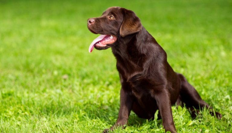 Labrador retriever