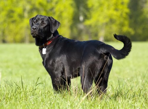 Labrador retriever