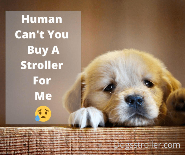 11 BEST DOG STROLLER