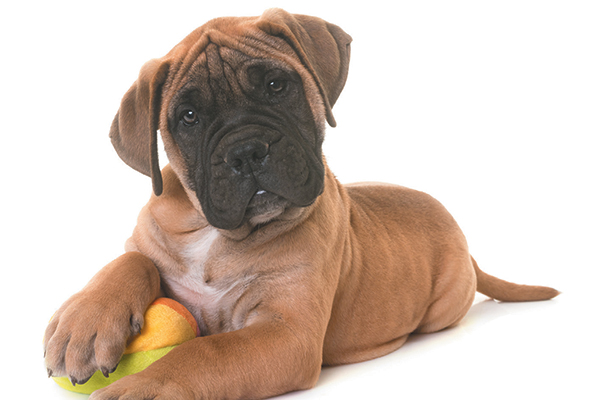 health issues for bull mastiff