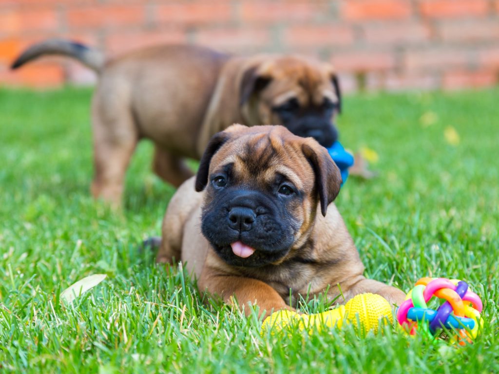 health issues for bull mastiff