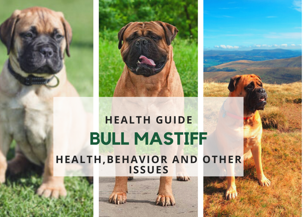 BULL MASTIFF