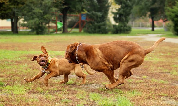 bull mastiff Training