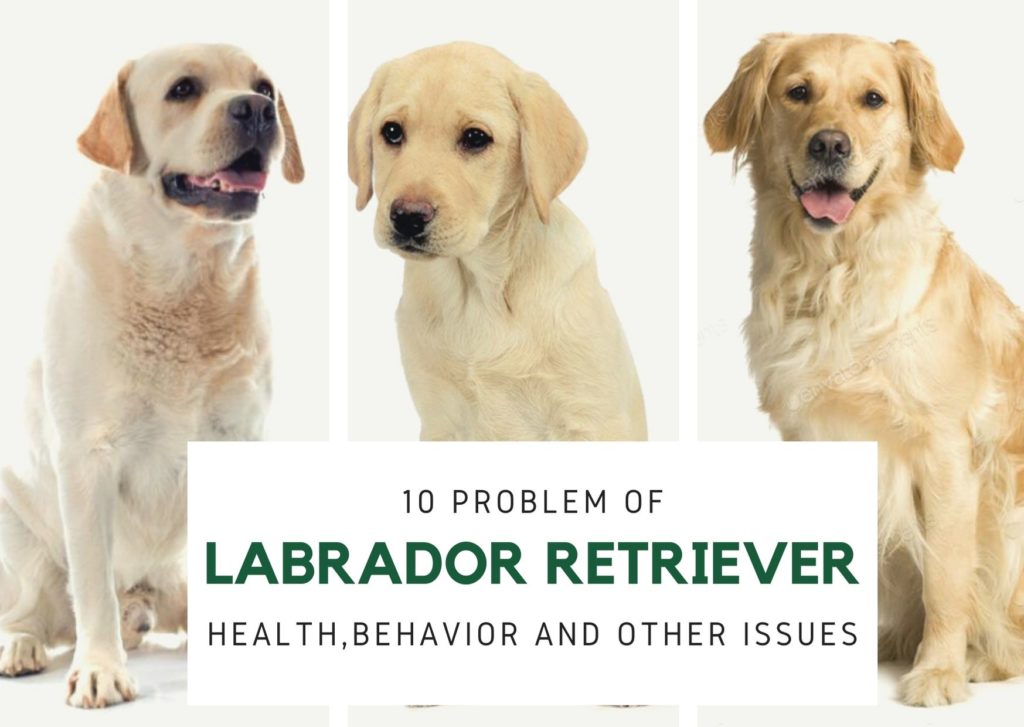 HEALTH PROBLEM FOR LABRADOR RETRIEVER