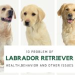 HEALTH PROBLEM FOR LABRADOR RETRIEVER