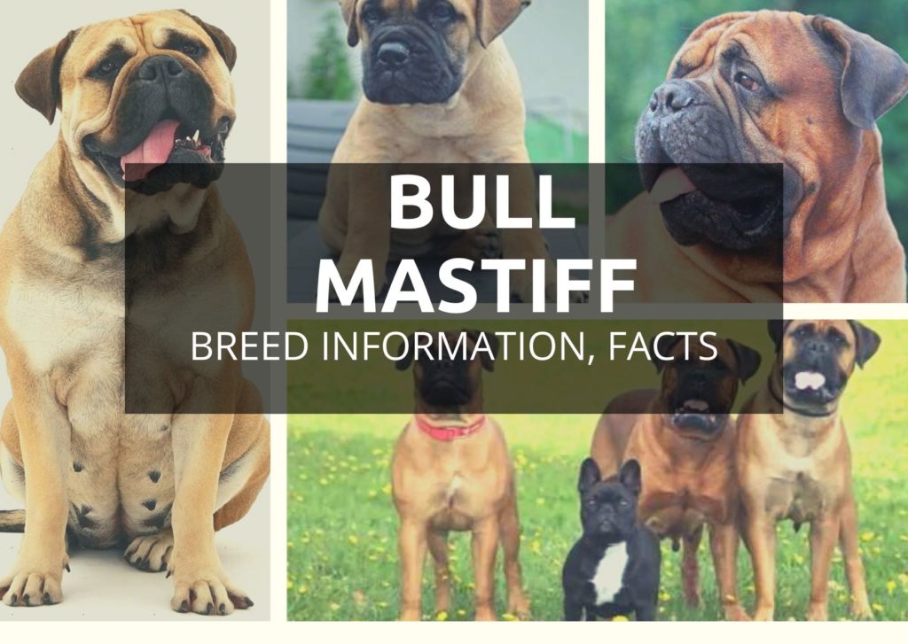 Bull Mastiff