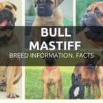 Bull Mastiff