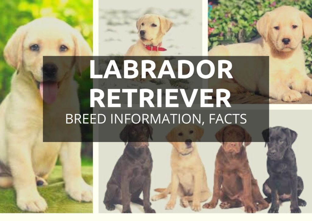 labrador retriever