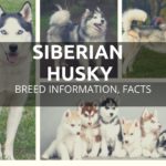 Siberian husky