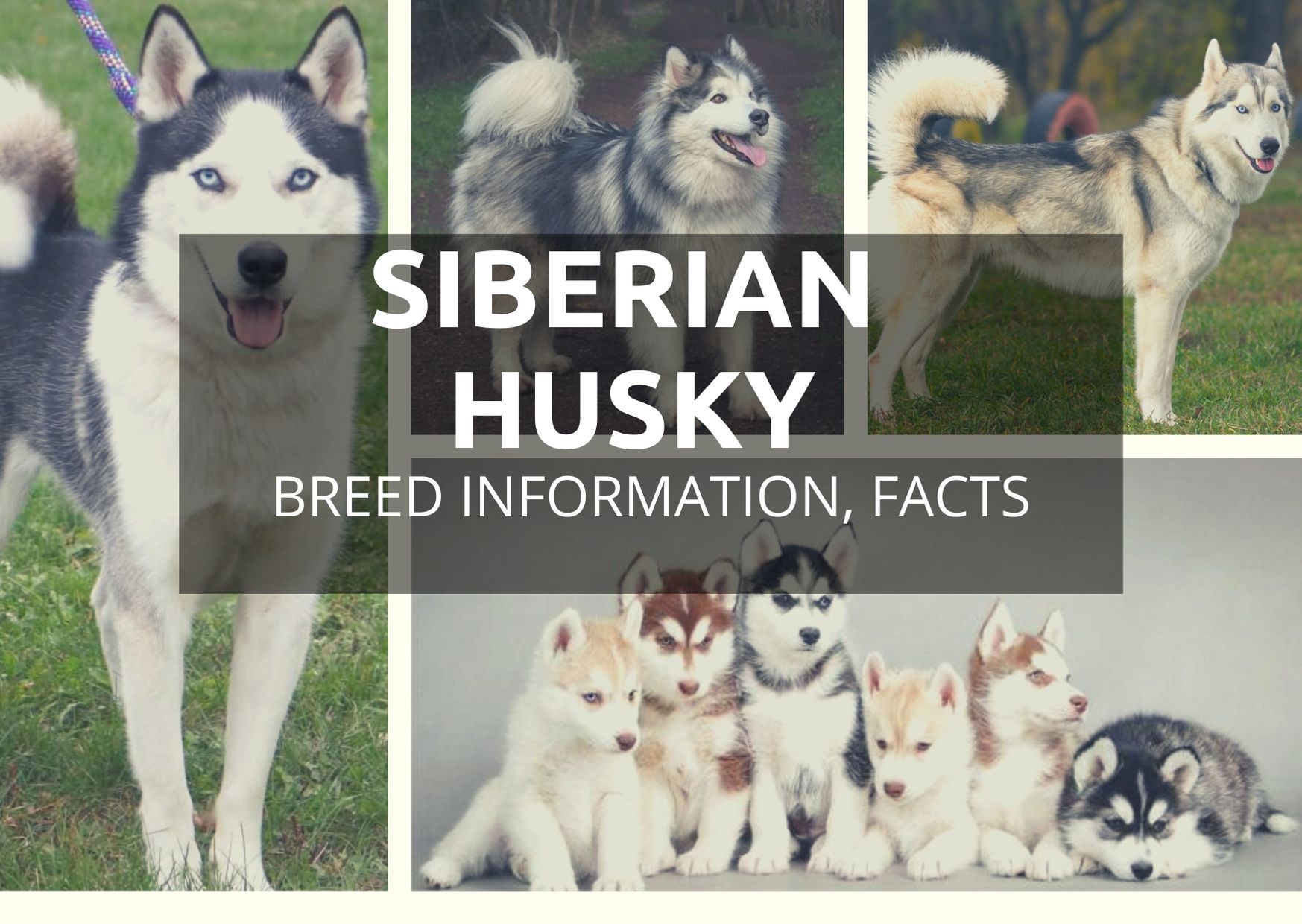 Siberian husky