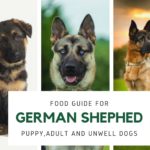 German shepherd food giude