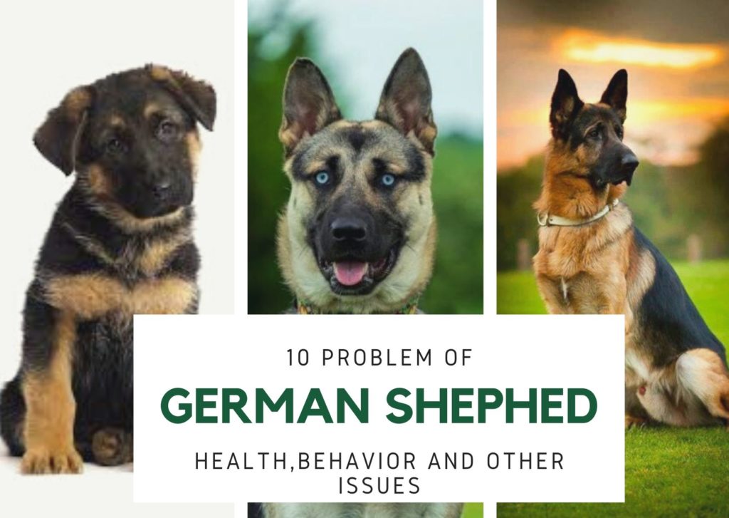 GERMAN SHEPHERD PROBLEM