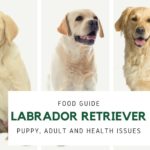 Labrador retriever health