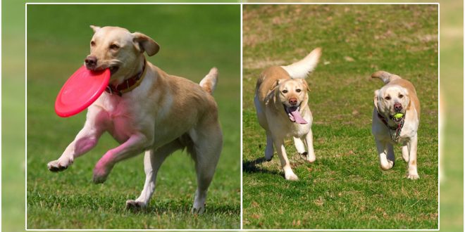 labrador retriever