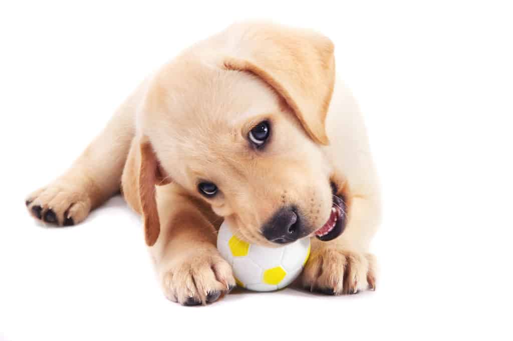 labrador retriever dog food