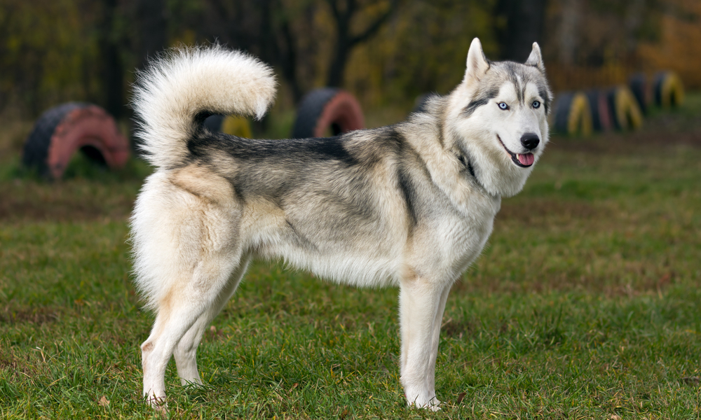 siberian husky