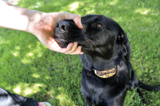 Labrador retriever