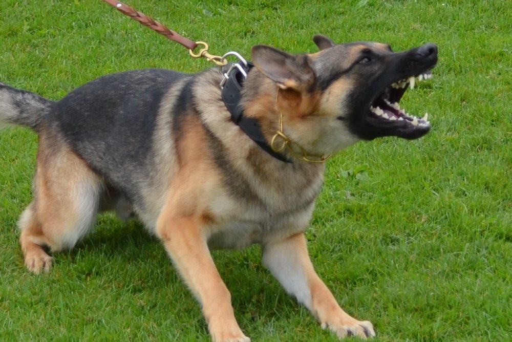 aggresive nature GSD