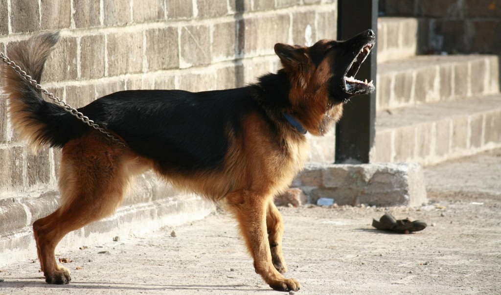 barking GSD