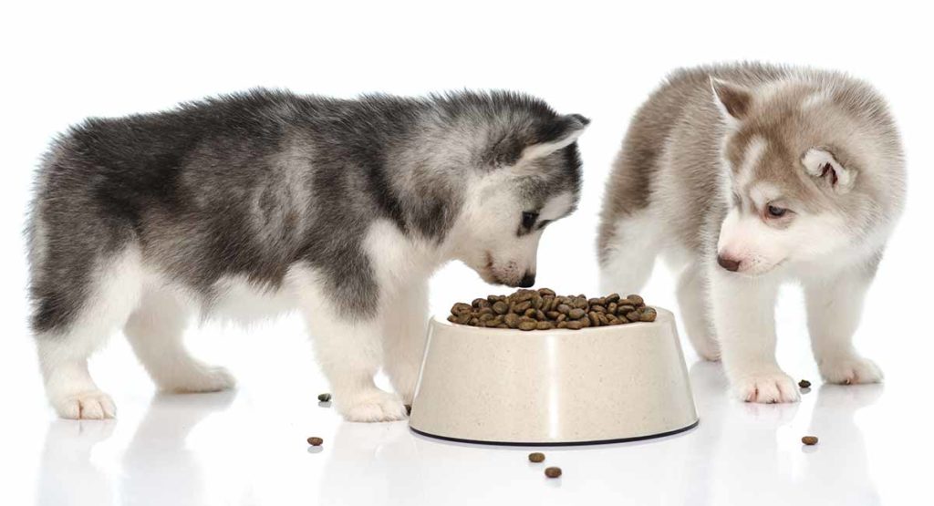 Siberian husky food