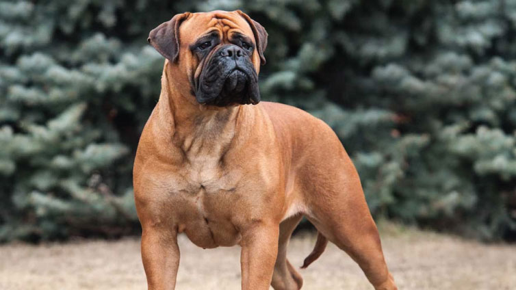 health issues for bull mastiff