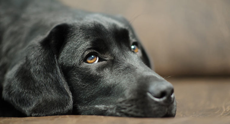 Labrador retriever