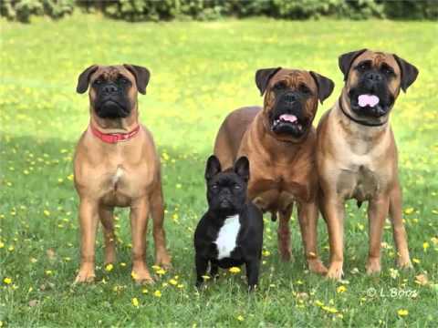 bull mastiff exercise