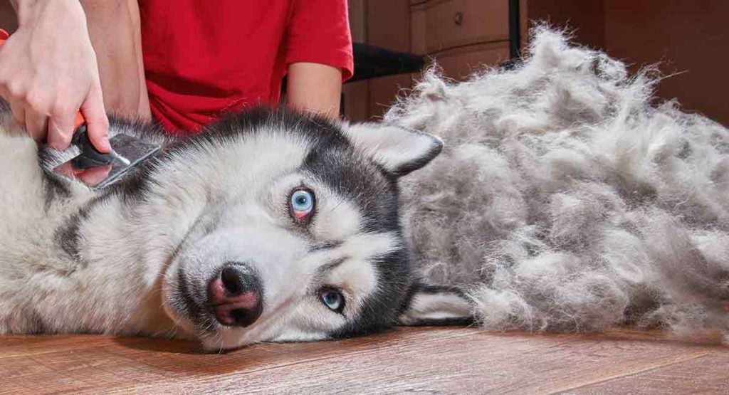 siberian husky grooming