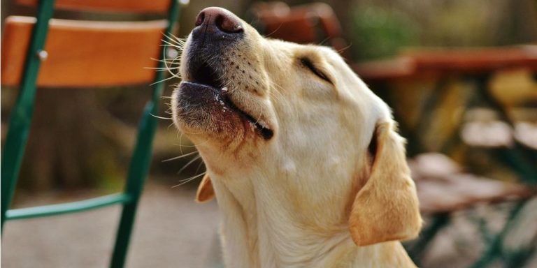 Labrador retriever