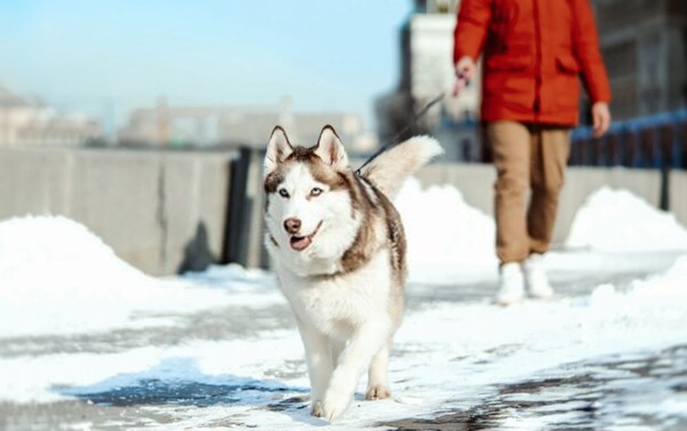 siberian husky