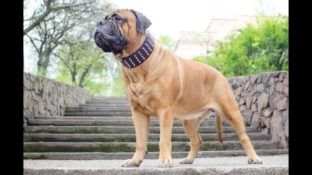 health issues for bull mastiff