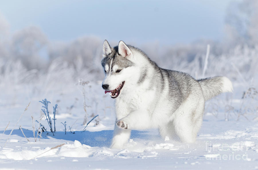 siberian husky