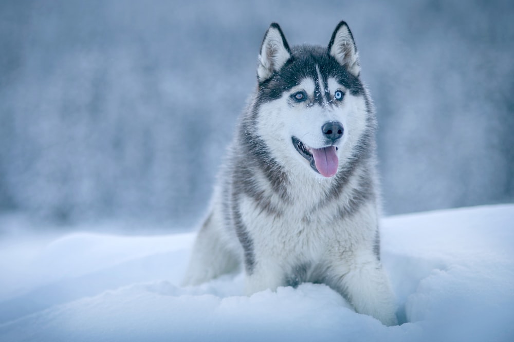 siberian husky