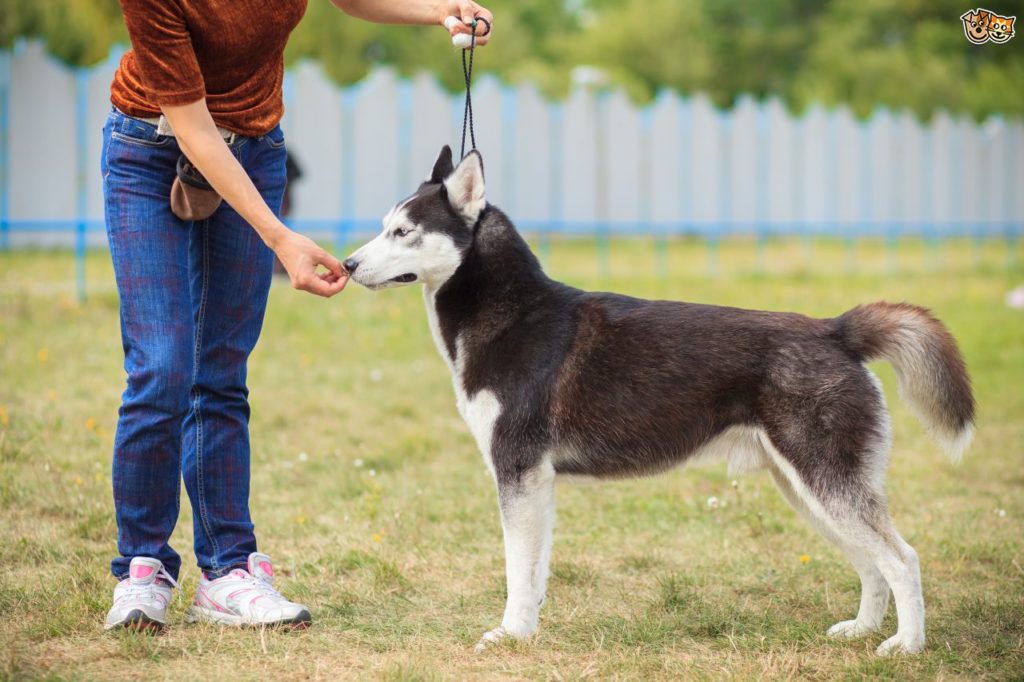 siberian husky training