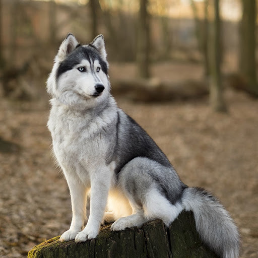 food guide for siberian husky