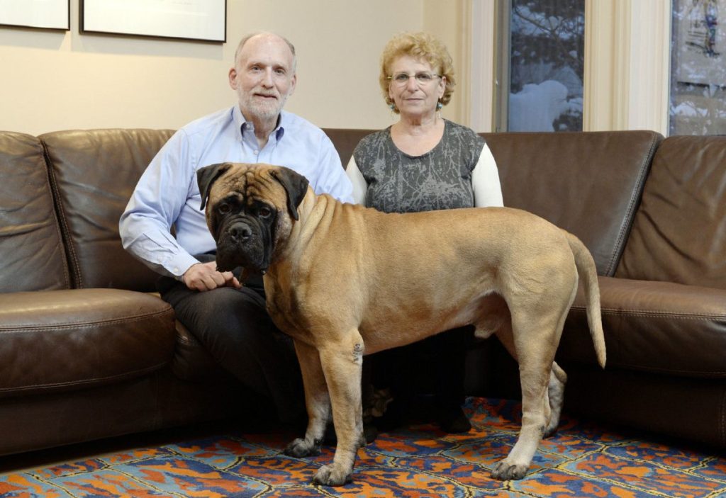 bull mastiff grooming