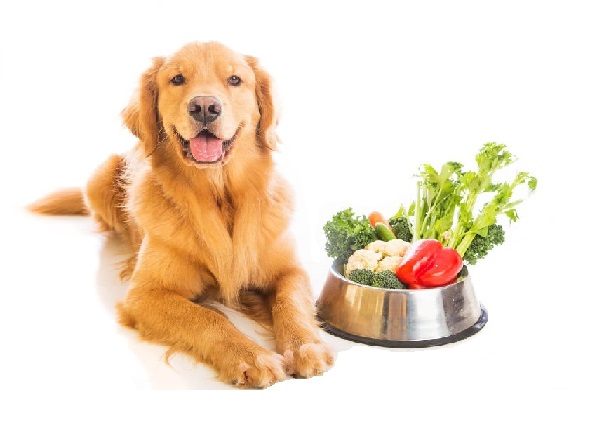 golden retriever food