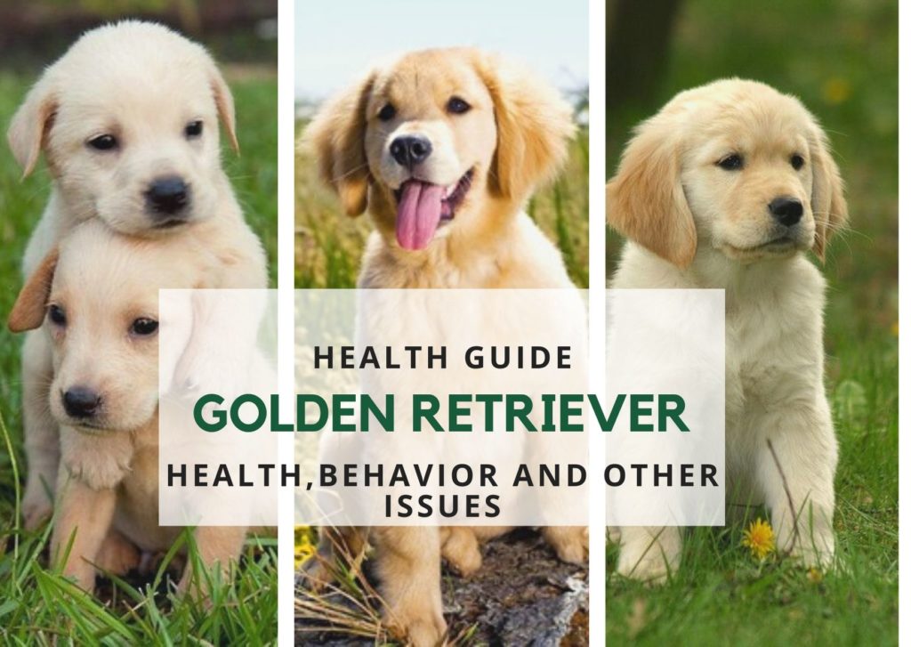 HEALTH OF GOLDEN RETRIEVER