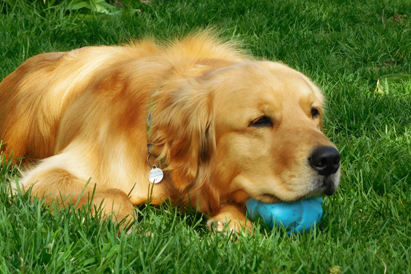 food and exercise for golden retriever