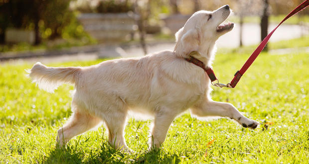 golden retrievr exercise