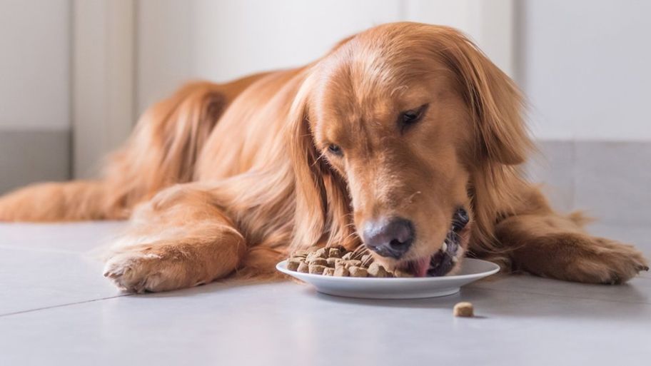 golden retriever food