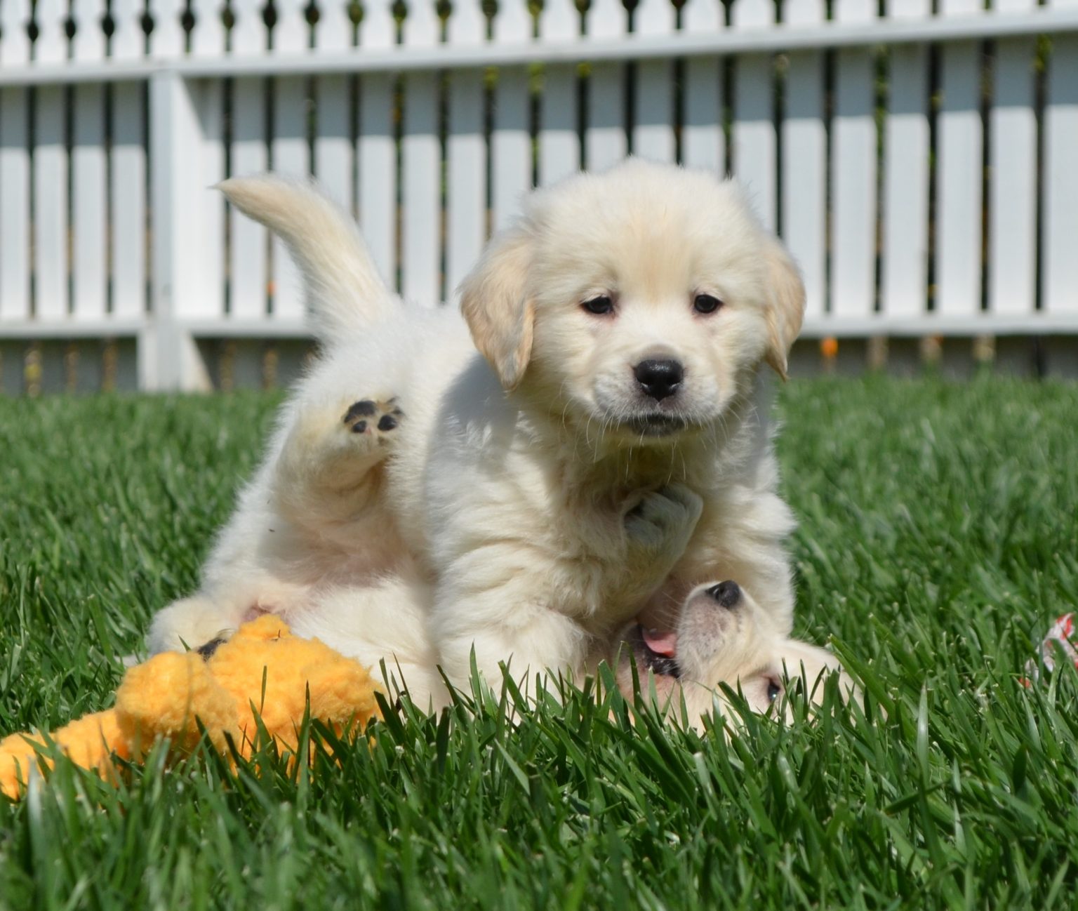 white golden retriever