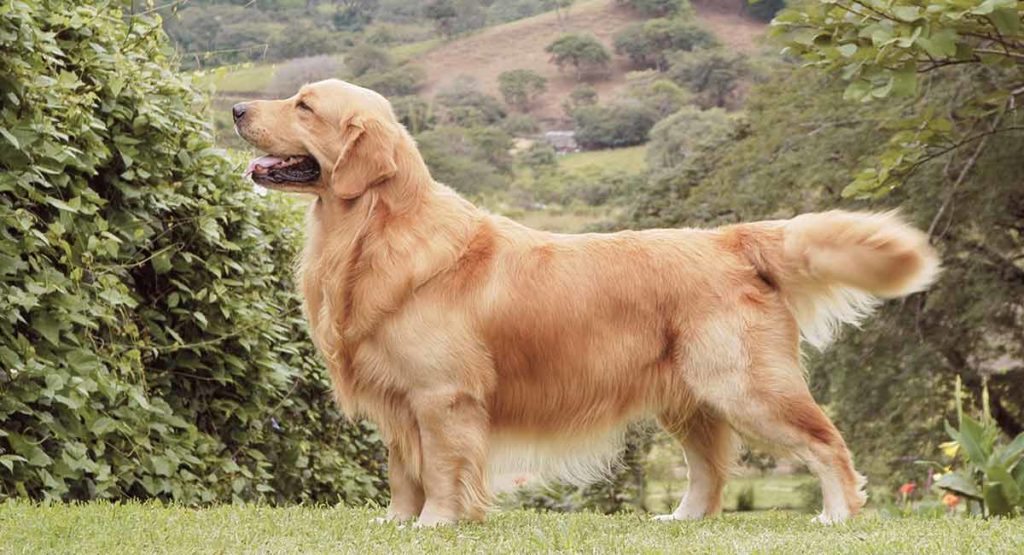 Golden retriever