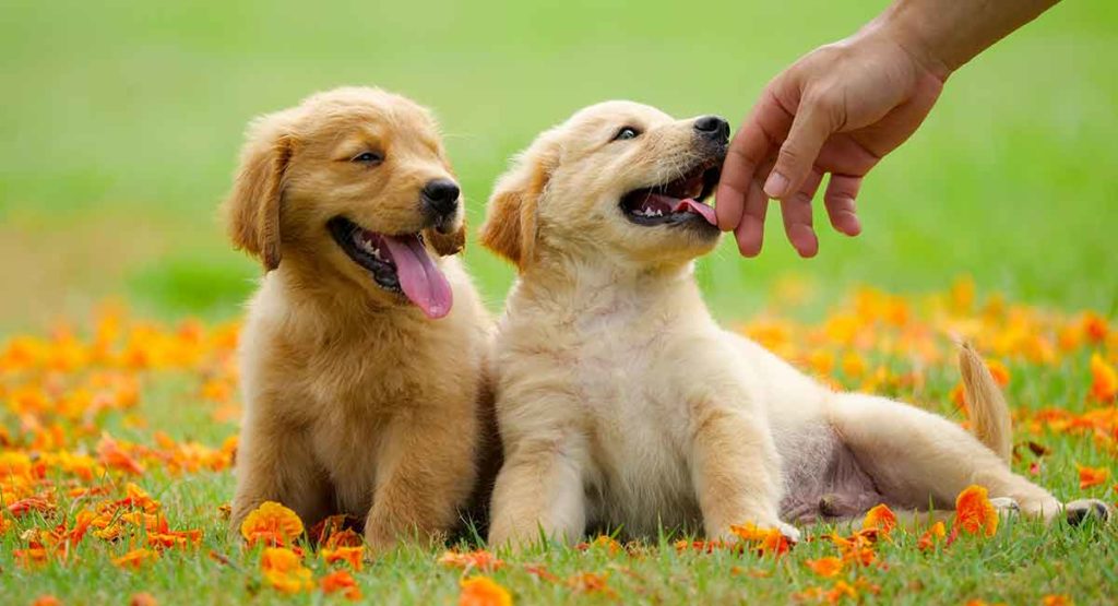 puppy fo golden retriever