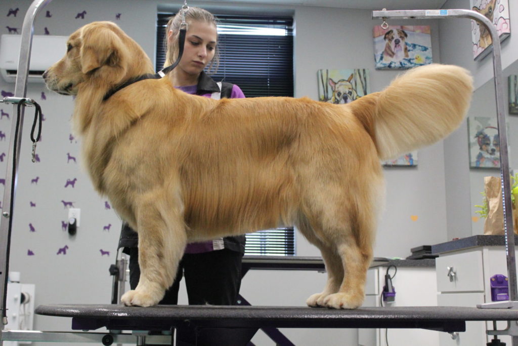 golden retriever grooming