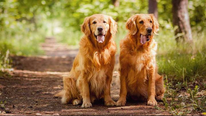 Golden retriever