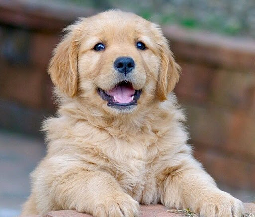 Golden retriever