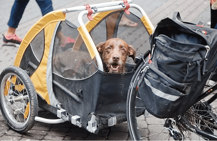 best bike trailer for pets