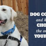 Best Dog Collars