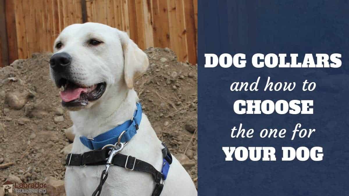 Best Dog Collars